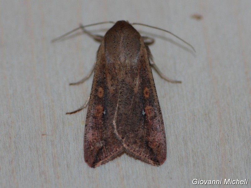 Noctuidae da ID - Mythimna (Pseudaletia) unipuncta